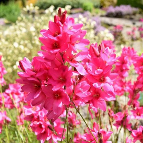 Holland ixia