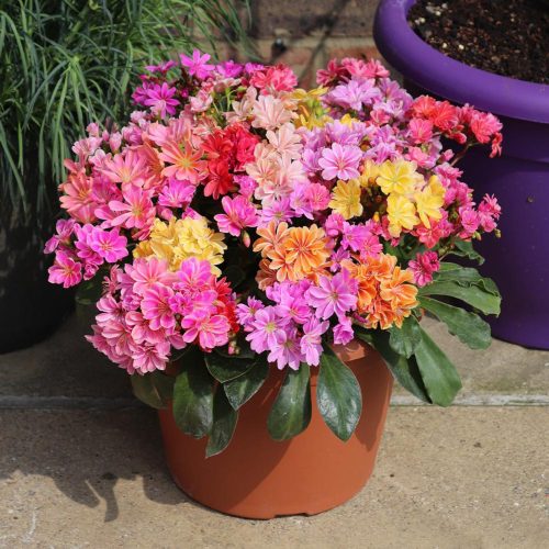 Holland lewisia