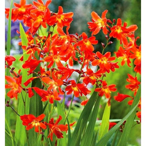 Holland crocosmia